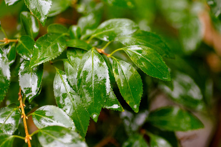 自然 花园 树叶 春天 食物 特写镜头 环境 生长 植物