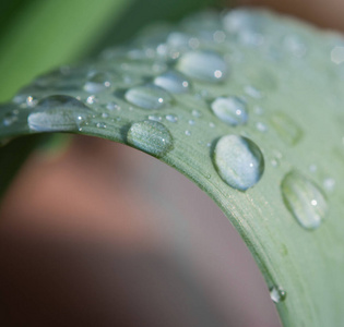 植物上的水滴特写