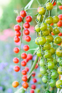 花园 蔬菜 植物 番茄 维生素 分支 食物 园艺 成长 生长