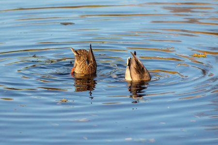 两只鸭子在水里跳水图片