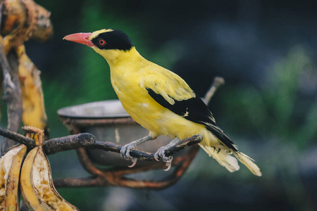 野生动物 动物 南方 羽毛 丛林 美丽的 颜色 金翅雀 亚洲