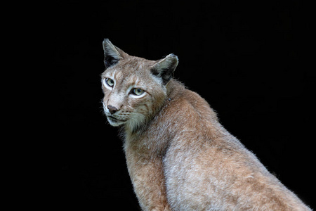 动物 猎人 毛皮 猞猁 可爱的 可爱极了 特写镜头 树干