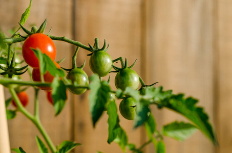 樱桃 植物 维生素 夏天 成长 素食主义者 西红柿 温室