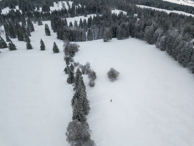 季节 环境 瑞士 松木 森林 冬天 滑雪 寒冷的 冷杉 天空