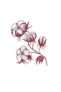 植物 花束 卡片 素描 自然 春天 颜色 艺术 花的 绘画