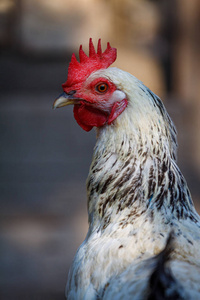一只公鸡在农场院子里的鸡笼里的特写镜头