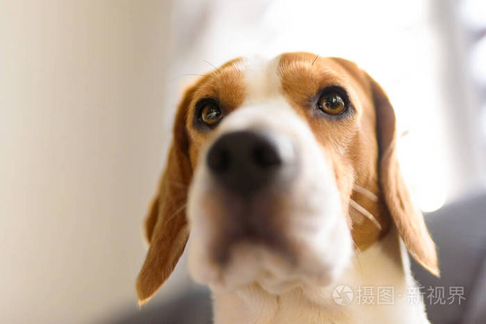 纯种比格犬坐在客厅沙发上的肖像头特写在明亮的房间里