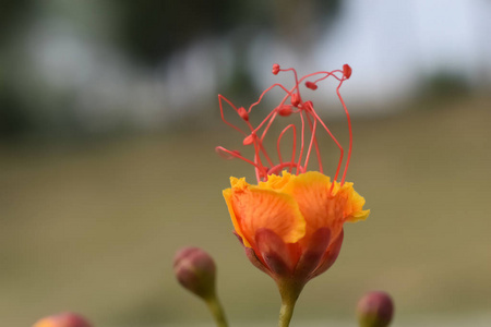 选择性聚焦橙色花瓣花图片