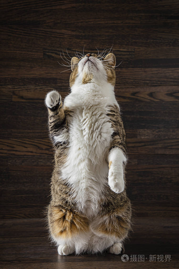 猫站起来
