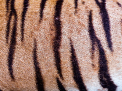 自然 皮肤 野兽 皮革 特写镜头 美丽的 哺乳动物 野猫