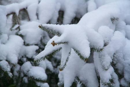 冷杉 白霜 木材 公园 圣诞节 阳光 美女 季节 自然 冬天