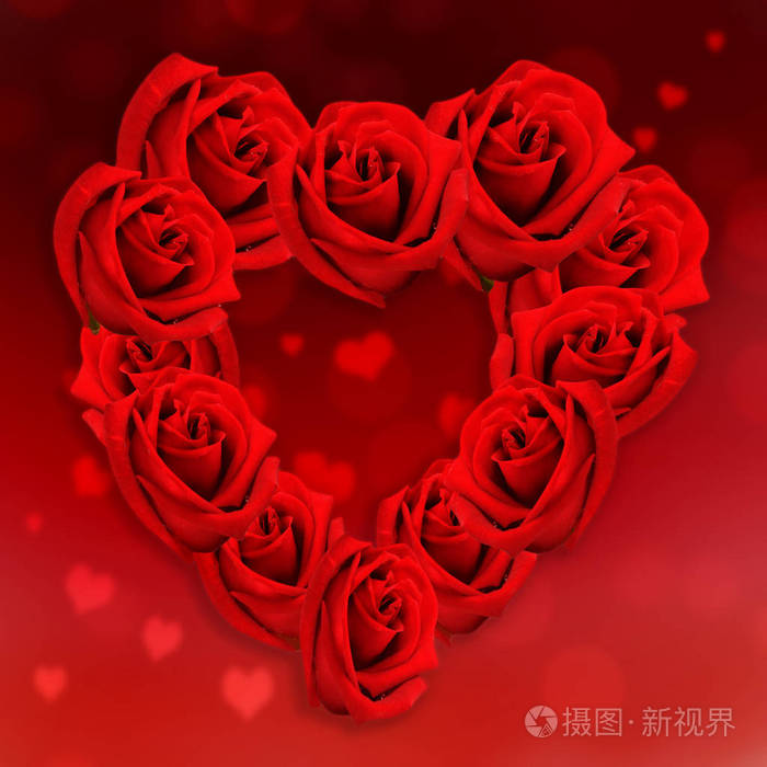 心形红玫瑰的冠在红色的腹部背景上红色