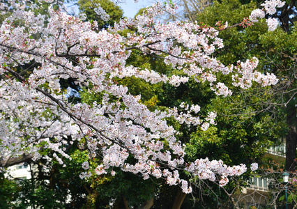 日本东京樱花盛开图片