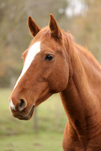 Head portrait of a young thoroughbred stallion on ranch 