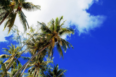 蓝天棕榈树。