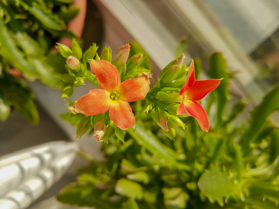 美女 特写镜头 植物学 开花 夏天 盛开 花园 植物 美丽的