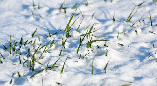 冬麦在雪下发芽。