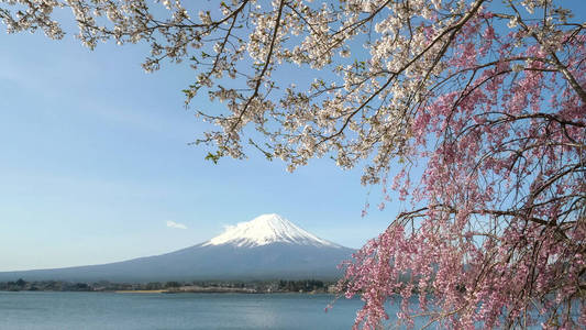 富士山的前景是粉红色和白色的樱花在川口子