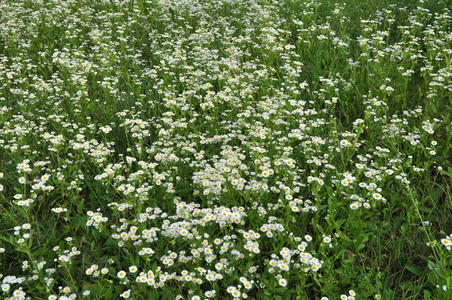 In the meadow, blooms in the wild Erigeron annuus 