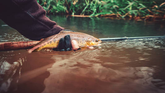 The principle of catch and release. Fishing for trout 