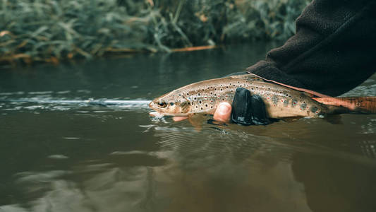 The principle of catch and release. Fishing for trout 