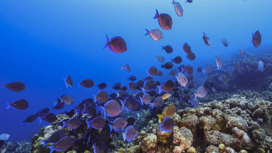 海的 钓鱼 目的地 旅行 盐水 加勒比 假日 假期 珊瑚