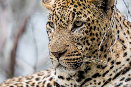 动物 豹子 非洲野生动物 捕食者 危险的 肖像 非洲豹 斑点