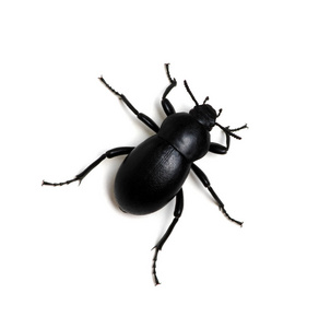 black beetle on white 