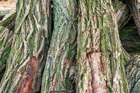 Logs for firewood covered with moss. Cut a stack of logs. Stack 