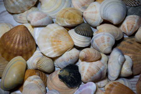 夏天 软体动物 海鲜 蜗牛 鸡冠 海洋 贝壳 海的 自然