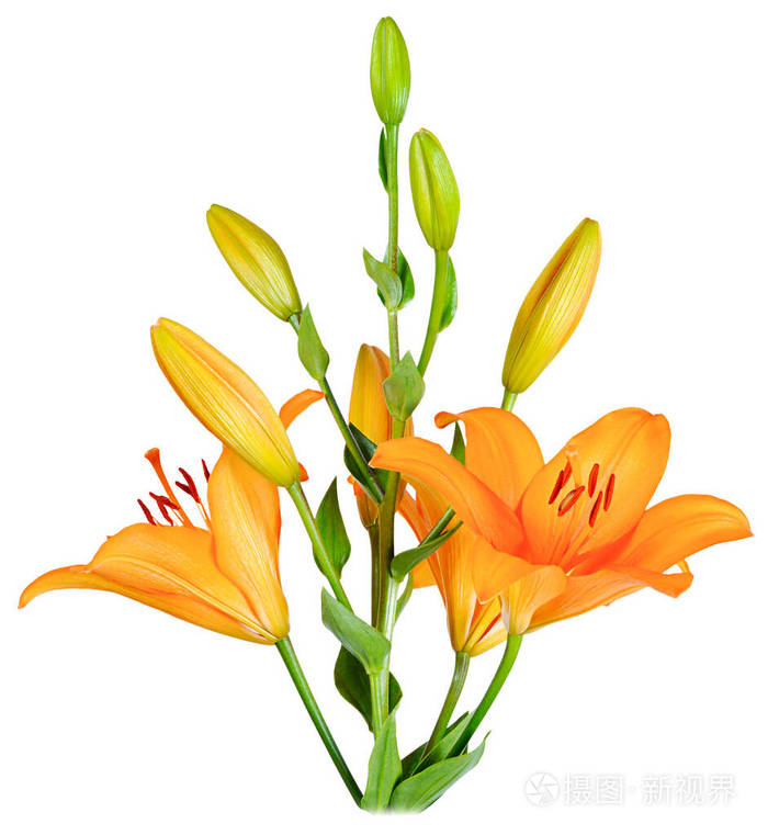 一束橙色的百合花