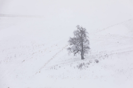 雪中孤零零地站在雪山上的树图片