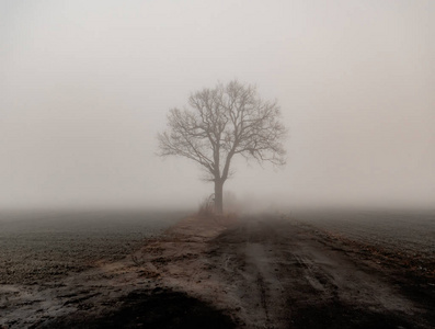 大雾中路边和田野旁的孤树图片