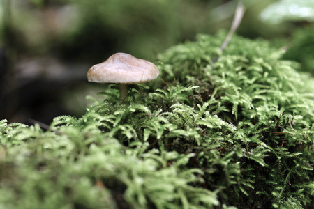 毒蕈 食物 成长 蘑菇 帽子 自然 木材 森林 苔藓 牛肝菌