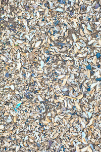 海沙上有很多贝壳。特写。