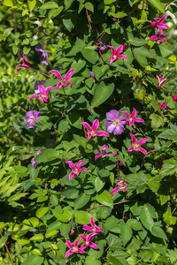 颜色 春天 花的 公主 盛开 夏天 植物学 紫色 威尔士