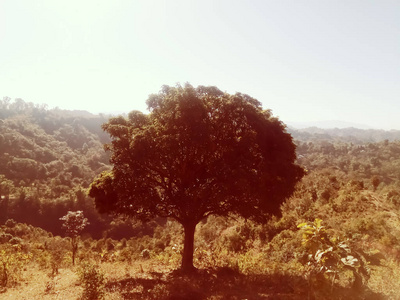 自然 芒果 风景 美丽的 天空