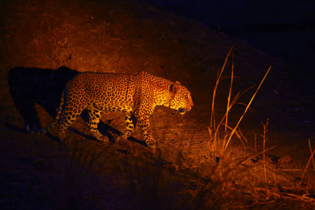 南方 国家的 野生动物 公园 储备 克拉维斯 猎人 食肉动物