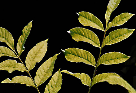 春天 花的 纹理 植物 植物学 树叶 特写镜头 夏天 季节