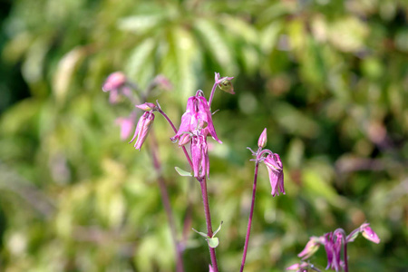 特写镜头 花瓣 植物 自然 花园 夏天 生长