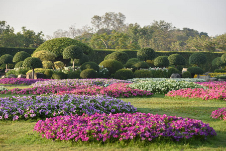 植物区系 风景 花的 颜色 紫色 盛开 公园 美丽的 花园