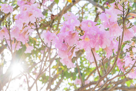 公园 风景 春天 花的 太阳 粉红色 自然 植物区系 美丽的