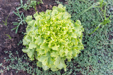 地面上新鲜的绿橡木生菜特写镜头