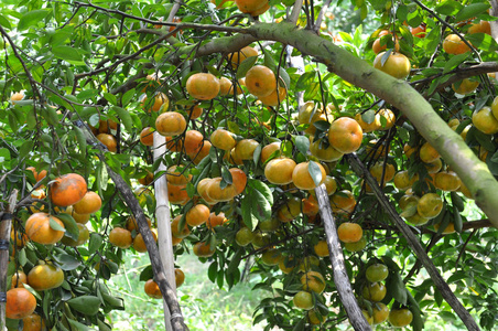 Tangerines fruit 