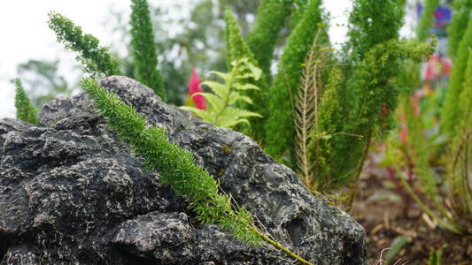夏天 颜色 岩石 公园 美丽的 苔藓 树叶 木材 植物 特写镜头