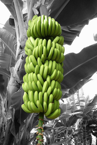 植物学 生长 环境 棕榈 植物 农业 香蕉 丛林 夏天 花的