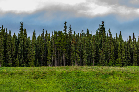风景 冷杉 阿拉斯加 松木 加拿大 伍兹 季节 夏天 木材