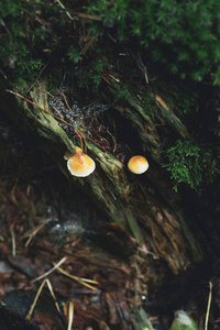 两个蘑菇在森林里长满苔藓的枯树墩上。