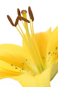 花的 美丽的 特写镜头 植物 植物学 花瓣 植物区系 颜色