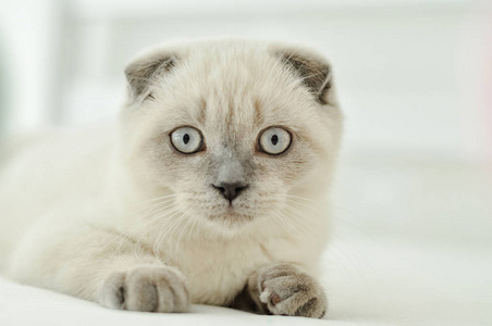 宠物猫特写图片